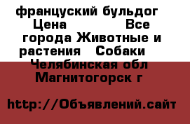 француский бульдог › Цена ­ 40 000 - Все города Животные и растения » Собаки   . Челябинская обл.,Магнитогорск г.